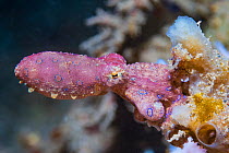 Blue-ringed octopus (Hapalochlaena sp.) Lembeh Strait, North Sulawesi, Indonesia.