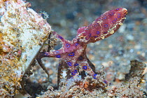 Blue-ringed octopus (Hapalochlaena sp.) Lembeh Strait, North Sulawesi, Indonesia.