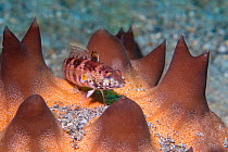 Snyder&#39;s grubfish (Parapercis snyderi) on a Horned starfish (Protoreaster nodosus). Lembeh Strait, North Sulawesi, Indonesia.