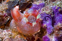 Sea squirt (Herdmania momus). Lembeh Strait, North Sulawesi, Indonesia.