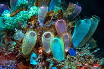 Blue club tunicate (Rhopalaea crassa). Lembeh Strait, North Sulawesi, Indonesia.