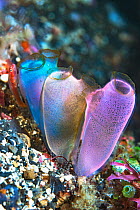 Blue club tunicate (Rhopalaea crassa). Lembeh Strait, North Sulawesi, Indonesia.