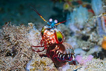 Peacock mantis shrimp (Odontodactylus scyllarus). Lembeh Strait, North Sulawesi, Indonesia.