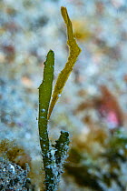 Ocellated tozeuma shrimp (Tozeuma lanceolatum). Lembeh Strait, North Sulawesi, Indonesia.