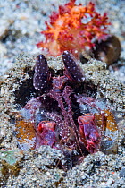 Indonesian mantisshrimp (Lysiosquuillina lisa). Lembeh Strait, North Sulawesi, Indonesia.