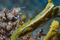 Ocellated tozeuma shrimp , Broken-back shrimp (Tozeuma lanceolatum). Lembeh Strait, North Sulawesi, Indonesia.