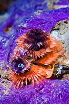Christmas tree worm (Spirobranchus sp) next to a purple sponge. Lembeh Strait, North Sulawesi, Indonesia.