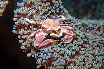 Spotted porcelain crab (Neopetrolisthes maculatus). Lembeh Strait, North Sulawesi, Indonesia.