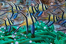 RF - Banggai cardinalfish (Pterapogon kauderni). Lembeh Strait, North Sulawesi, Indonesia. (This image may be licensed either as rights managed or royalty free.)