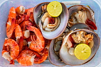 Live chocolate clams and fresh shrimp served with lemon, Puerto San Carlos, a fishing community facing the Pacific Ocean. Magdalena Bay, Baja California, Mexico.