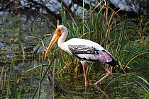Painted stork (Mycteria leucocephala), Bharatpur Bird Sanctuary, India.
