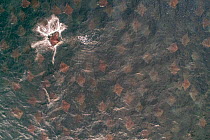 Munk&#39;s mobula ray (Mobula munkiana) group, aerial view. Sea of Cortez, Baja California, Mexico. April.