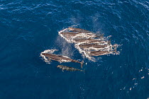 False killer whale (Pseudorca crassidens) pod at surface with drifting spray from blows, aerial shot.  Baja California, Mexico. February.