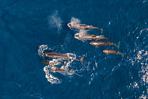 False killer whale (Pseudorca crassidens) pod surfacing, spray from blows drifting, aerial view. Baja California, Mexico. February.