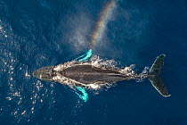 Humpback whale (Megaptera novaeangliae) spouting, rainbow effect created in spray, aerial view. Baja California, Mexico. March.