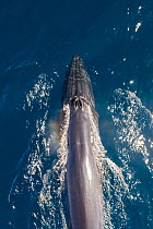 Bryde&#39;s whale (Balaenoptera edeni), aerial view. Baja California, Mexico. April.
