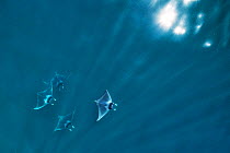 Spinetail devil ray (Mobula mobular), four with rays of light and sparkle of sun on water, aerial view. Sea of Cortez, Baja California, Mexico. March.
