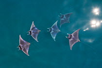 Spinetail devil ray (Mobula mobular), five with reflections of sun on water, aerial view. Sea of Cortez, Baja California, Mexico. March.