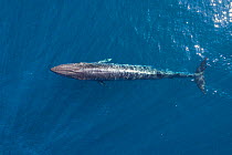Bryde&#39;s whale (Balaenoptera edeni), aerial view. Baja California, Mexico. April.