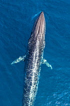 Bryde&#39;s whale (Balaenoptera edeni), aerial view. Baja California, Mexico.