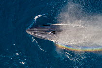 Bryde&#39;s whale (Balaenoptera edeni) spouting, water spray from blow creating rainbow effect, aerial view. Baja California, Mexico. April.