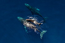 Humpback whale (Megaptera novaeangliae) female and calf with male escort, aerial view. Baja California, Mexico. March.