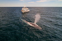 Blue whale (Balaenoptera musculus) spouting, whale watching boat in background. Baja California, Mexico. April 2019.