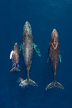 Humpback whale (Megaptera novaeangliae) female and calf together with male escort, aerial view. Baja California, Mexico. March.