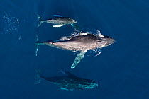 Humpback whale (Megaptera novaeangliae) female and calf with male escort, aerial view. Baja California, Mexico. March.