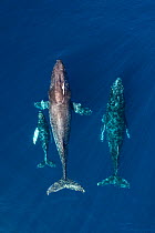 Humpback whale (Megaptera novaeangliae), mother and calf with male escort, aerial view. Baja California, Mexico. March.