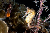 Korean seahorses (Hippocampus haema) engaged in unusual post-mating courtship activity.  Japan.