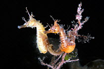 Korean seahorses (Hippocampus haema) preparing to spawn. Japan.