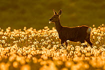 RF - Roe deer (Capreolus capreolus) feeding on dandelion seed heads at sunset, UK. May. UK. (This image may be licensed either as rights managed or royalty free.)