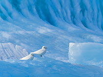 Ivory Gull (Pagophila eburnea) On iceberg Svalbard