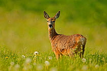 Roe deer (Capreolus capreolus) in late spring meadow , UK.