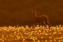 Roe deer (Capreolus capreolus) amongst dandelion seed heads at sunset, UK. May.