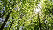 Tracking shot through Beech (Fagus sylvatica) forest, with the sun shining through the foliage, dolly shot, Belgium, April.