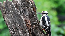Male Great spotted woodpecker (Dendrocopos major) wedging nut into a tree stump crevice before hammering it, Belgium, June.