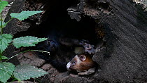 Two European polecats (Mustela putorius) sleeping in entrance of hollow tree trunk, one stretchs its limbs, June. Captive.