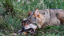 Grey wolf (Canis lupus) feeding on sheep carcass, Bavarian Wildlife Forest Park, Germany, June. Captive.