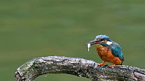 Female Common kingfisher (Alcedo atthis) diving and catching a Nine-spined stickleback (Pungitius pungitius) fish, stuns and eats it, Belgium, June.