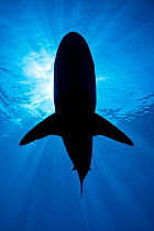 RF - Silhouette of a large Pelagic silky shark (Carcharhinus falciformis) beneath a sunburst. Jardines de la Reina, Gardens of the Queen National Park, Cuba. Caribbean Sea.   (This image may be licen...