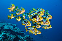 RF - A school of oriental sweetlips (Plectorhinchus vittatus) gather tightly together as they rest during the day on a coral reef. Laamu Atoll, Maldives. Indian Ocean (This image may be licensed eithe...