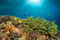 RF - Rays of sunshine over a shallow coral garden, with hard corals Staghorn coral (Acropora sp.), Leather coral: (Sargophyton sp), Staghorn damsel: (Amblyglyphidodon curacao) Yellowtail damsel (Neogl...