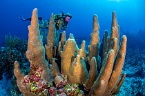 RF - A diver (Joe Crane) looks at a large pillar coral (Dendrogyra cylindrus) growing on a coral reef. Dive site: Old Isaacs. East End, Grand Cayman, Cayman Islands, British West Indies. Caribbean Sea. Model Released. (This image may be licensed either as rights managed or royalty free.)