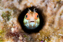 RF -Portrait of Roughhead blenny (Acanthemblemaria aspera) on a coral reef. Jardines de la Reina, Gardens of the Queen National Park, Cuba. Caribbean Sea. (This image may be licensed either as rights...