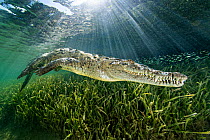 RF - American crocodile (Crocodylus acutus) swimming through sunrays, above a bed of seagrass ( Thalassia testudinum). Jardines de la Reina, Gardens of the Queen National Park, Cuba. Caribbean Sea. (T...