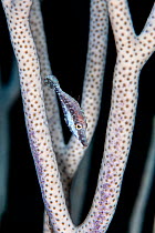 Slender filefish (Monacanthus tuckeri) hiding in the branches of a porous sea rod (Pseudoplexaura sp.) on a coral reef. Jardines de la Reina, Gardens of the Queen National Park, Cuba. Caribbean Sea.