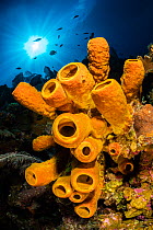 A yellow tube sponge (Aplysina fistularis) growing on a Caribbean coral reef, withsun burst above. East End, Grand Cayman, Cayman Islands, British West Indies. Caribbean Sea.