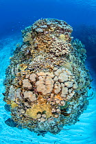 Coral pinnacle covered in rich hard coral growth Finger coral (Porites sp) and Star coral (Orbicella faveolata). Bodden Town, Grand Cayman, Cayman Islands, British West Indies. Caribbean Sea.